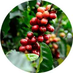 A bunch of coffee cherries.